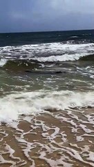 Скачать видео: Praia ou Zoo? Turistas surpreendidos por crocodilo em praia