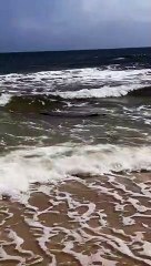 Tải video: Praia ou Zoo? Turistas surpreendidos por crocodilo em praia