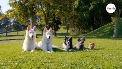 Pourquoi les grands chiens vivent moins longtemps : la science donne des éléments de réponse