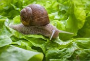 5 astuces naturelles pour éloigner les escargots et les limaces de votre potager