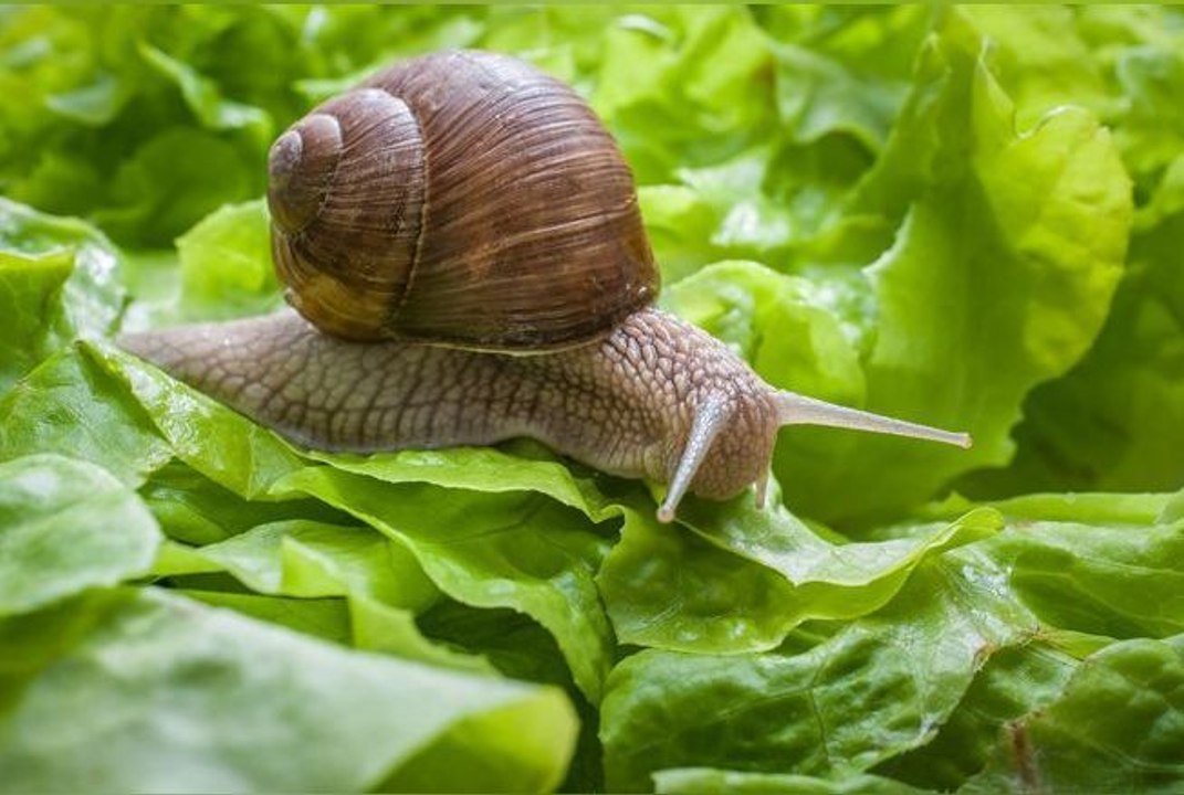 5 astuces naturelles pour éloigner les escargots et les limaces de votre potager