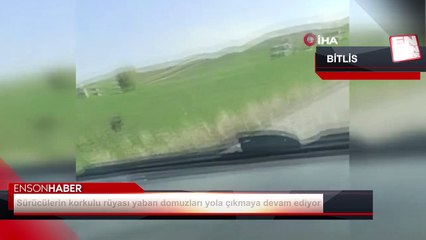 Bitlis'te yaban domuzları yola çıkmaya devam ediyor