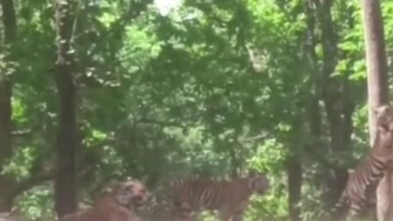 Viral: जंगल में अटखेलियां करते दिखे बाघिन और शावक,देखें रोमांचक Video