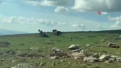 Göletlerden su içen yılkı atları böyle görüntülendi