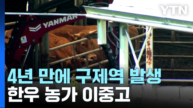 청주 한우 농장 3곳 구제역...반경 3㎞ 우제류 농장 232곳 / YTN