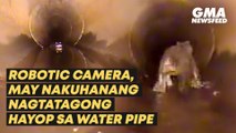 Robotic camera, may nakuhanang nagtatagong hayop sa water pipe | GMA News Feed