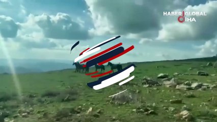 Ürkeklikleri ile biliniyorlar... Göletlerden su içen yılkı atlarının görüntüsü amatör kamerada