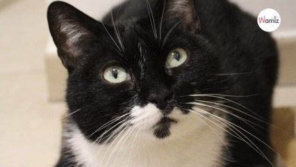 Simone est une chatte qui attend une famille depuis longtemps : ses critères ? Pas d'autres chats, et un homme !