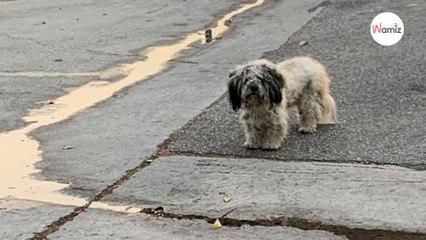 Un chien erre seul dans les rues : il tente le tout pour le tout pour faire passer un message urgent (vidéo)