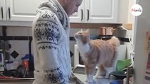 Le rituel quotidien de ce chat câlin avec son maître a fait fondre plus de 3 millions de personnes (Vidéo)