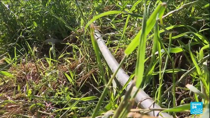 France : alerte sécheresse maximale dans les Pyrénées-Orientales