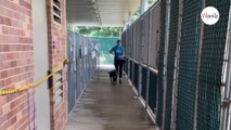 Après 301 jours au refuge, un chien retrouve sa famille grâce à un geste simple qui change la vie (vidéo)
