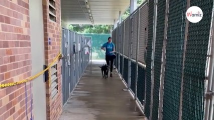 Après 301 jours au refuge, un chien retrouve sa famille grâce à un geste simple qui change la vie (vidéo)