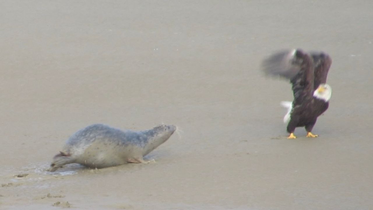 Seal Chases Off Hungry Bald Eagle | Wild-ish TV