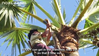 Toddy Palmyra Fruit Harvesting and Processing - India Agriculture Tradition - Palmyra Palm Jaggery