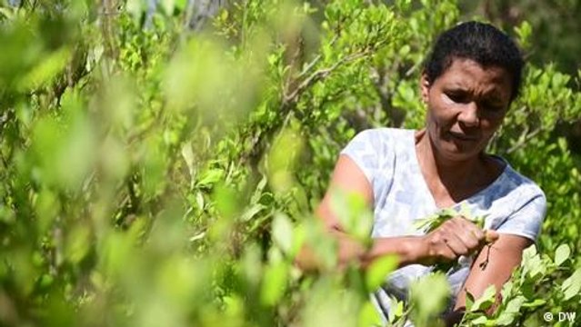 Después del glifosato: otros usos de la hoja coca