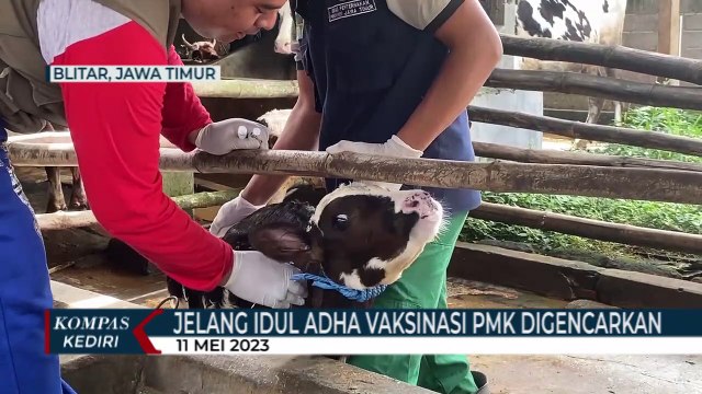 Jelang Idul Adha, Pemkot Blitar Gencarkan Vaksinasi PMK