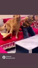 Best of cutest animals video. animals lovers it's for legends#viral #animal_lovers #catlove