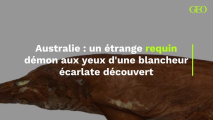 Australie : un étrange requin démon aux yeux d'une blancheur écarlate découvert