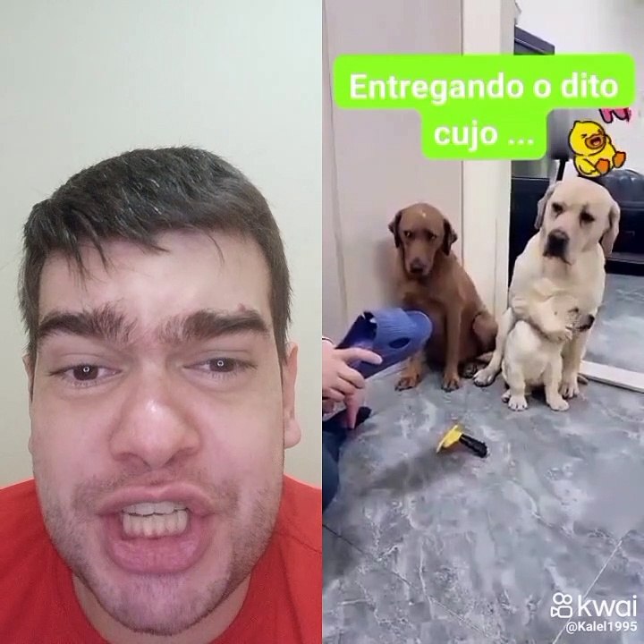 cachorro  x9