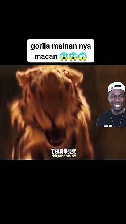monkey vs tiger