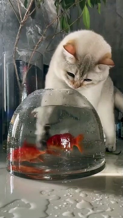 Cat yes yes