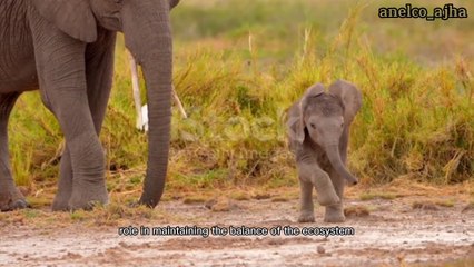 Wild Wonders || "Exploring the Diverse Kingdom of Animals"