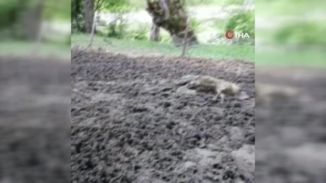 Artvin'de ağıla giren ayı 20 küçükbaş hayvanı telef etti, 45 hayvanı yaraladı