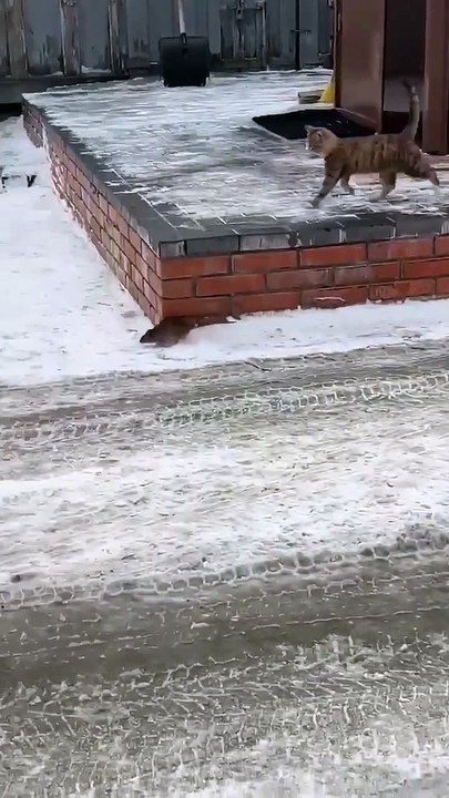 The mouse has no mercy