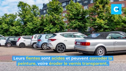 Comment protéger la peinture de sa voiture ?