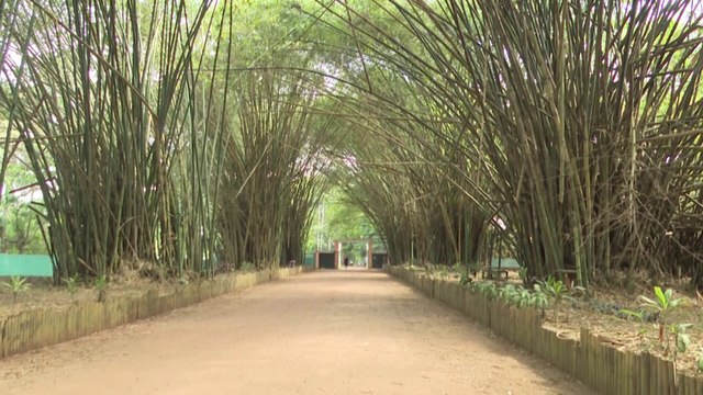 Immersion au jardin botanique de Bingerville, un havre de paix au cœur de l’urbanisme (Escale 225)