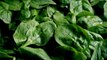 Bagged Spinach, Kale, And Collard Greens Recalled Over Possible Listeria Contamination