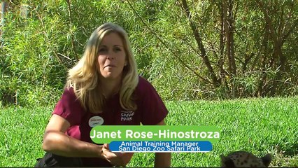 Seeing This Cheetah Have Off Leash Hours Is Pretty Awesome!