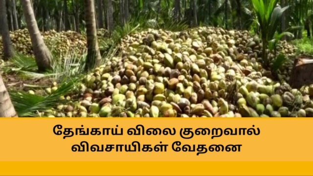 தேனி: தேங்காய் விலை கடும் சரிவு - விவசாயிகள் வேதனை !