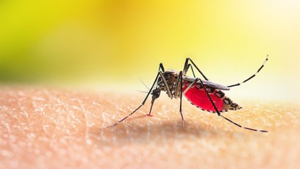 bd-evitar-propagacion-de-insectos-y-mosquitos-en-epoca-lluviosa-110523