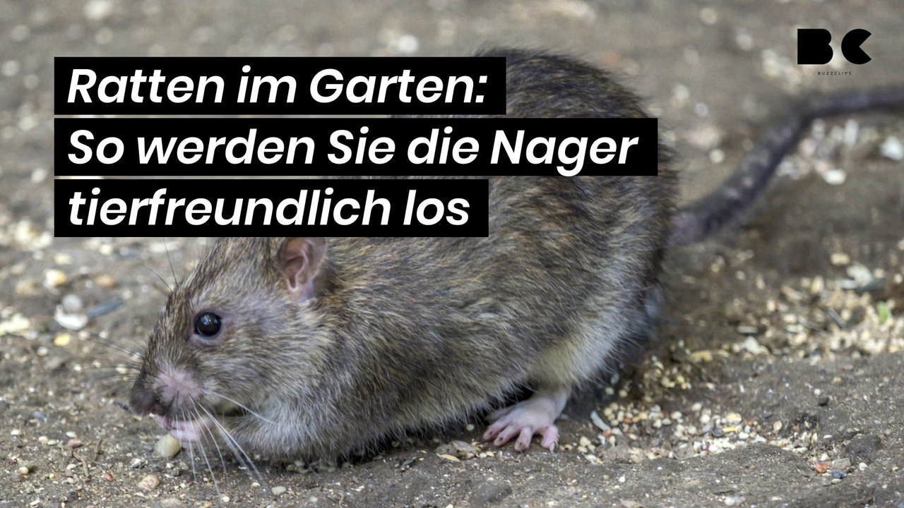 Ratten im Garten: So werden Sie die Nager tierfreundlich los