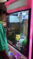 Tenta ganhar peluche em máquina do Brasil e acaba por capturar um gato
