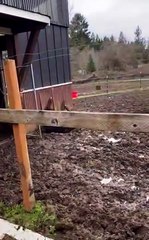 Calf Stuck on Overhang Falls Backward