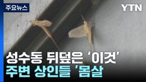 밤마다 서울 성수동 뒤덮는 하루살이...출몰 이유는? / YTN