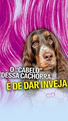 O “cabelo” dessa cachorra é de dar inveja