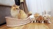 Cat Akai MEETS his small sisters and brothers