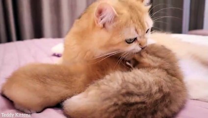 Cat Mom bothers her kitten during dinner _ The kitten is indignant !