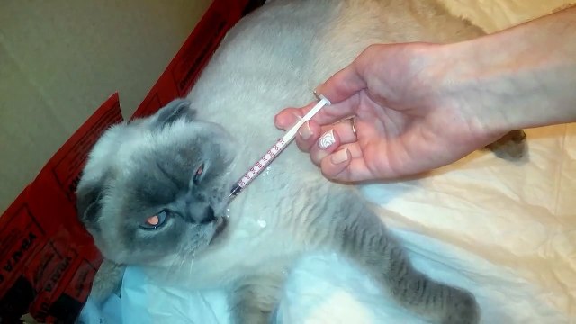 Cat Gives Birth To 3 Kittens (Difficult giving birth to a cat.)