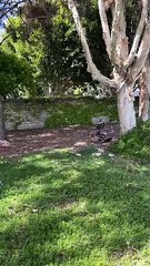 Excited Pup Flips Wheelchair Chasing Squirrels