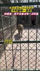 Un tigre marque son territoire... sur un touriste