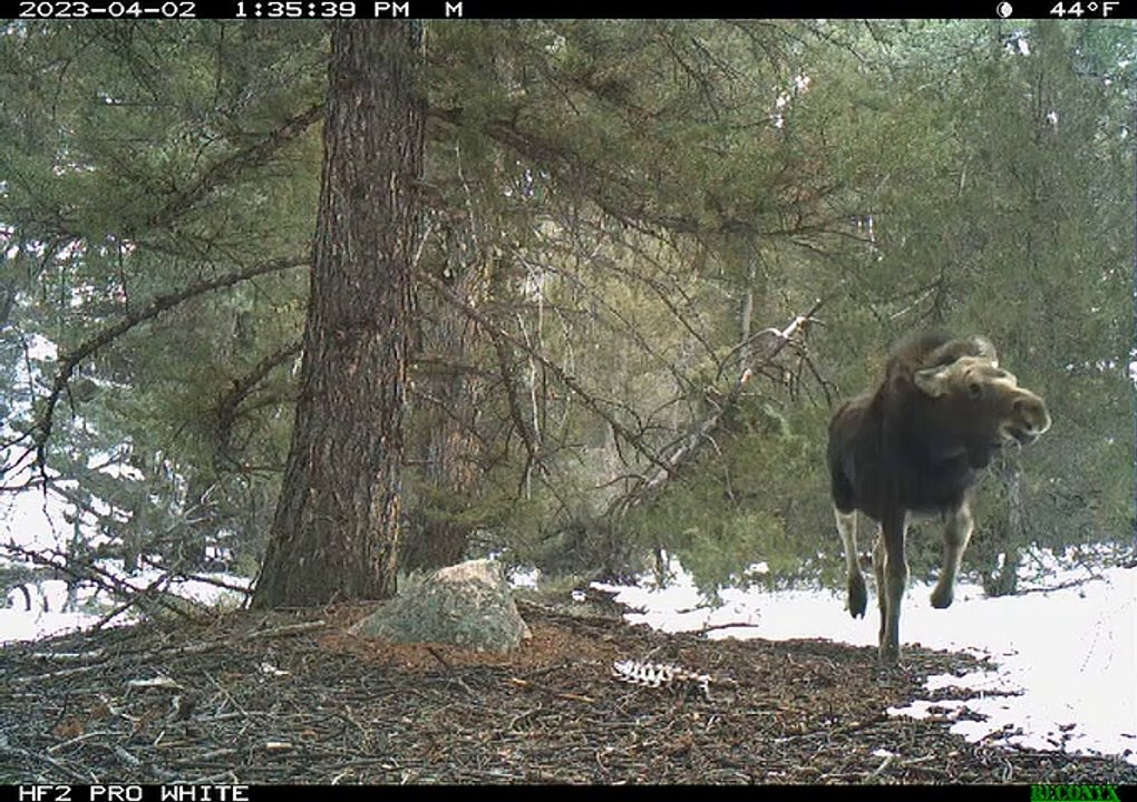 Le sentier CAM capture le grizzly ours courir après l'orignal