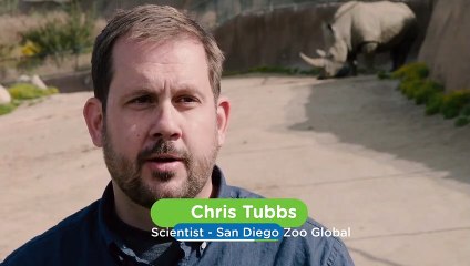 How A Simple Diet Change Can Help Increase the Birth Rates Among Rhinos