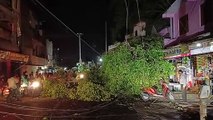 Years old Peepal tree fell on the road on Khurai Road