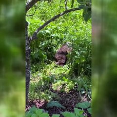 Çalıların arasında debelenen ayı yavrusu koruma altına alındı