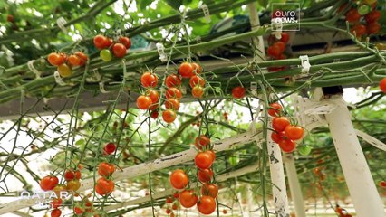 Catar sigue inviertiendo en energías renovables y en generar conciencia medioambiental